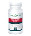 ROSA CANINA 60 CAPSULE 400 MG