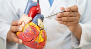 Cuore e circolazione: perché prendersene cura tutto l’anno